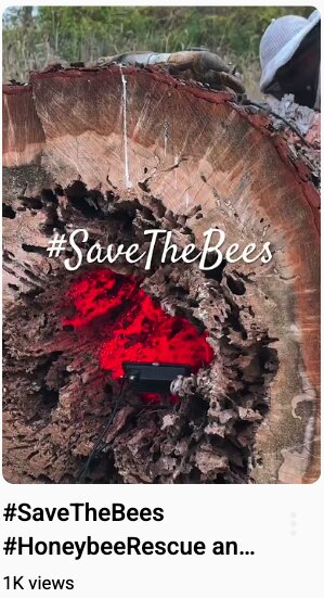 Save the Bees - Beekeeping and Conservation.