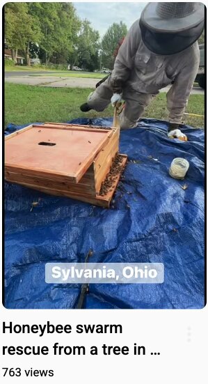 Honeybee swarm rescue from a tree in Ohio.
