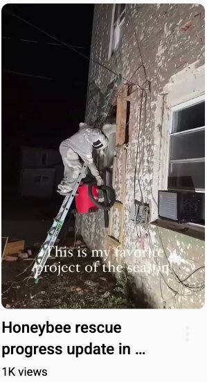 Rescue worker inspecting beehive on building exterior at night.