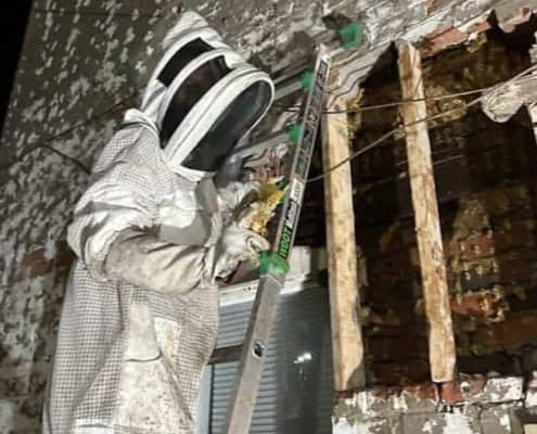 Beekeeper removing a hive from a brick wall in Northwest Ohio.