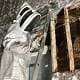 Beekeeper removing a hive from a brick wall in Northwest Ohio.