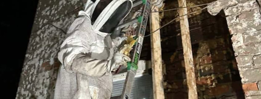 Beekeeper removing a hive from a brick wall in Northwest Ohio.