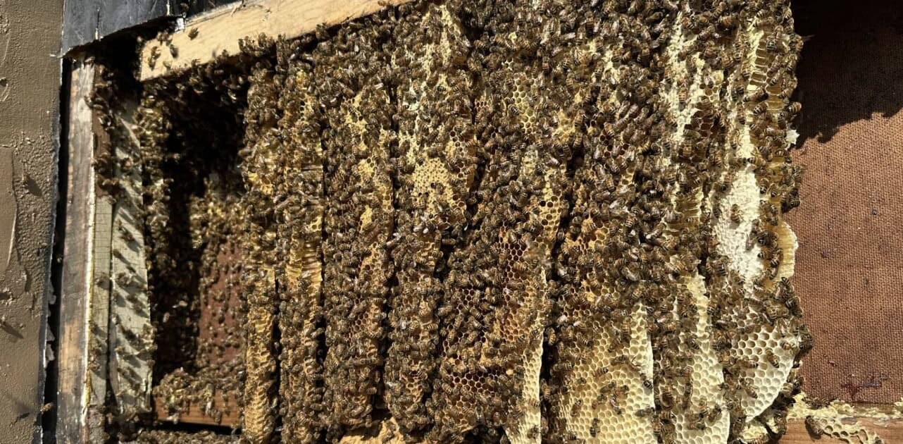 Bee removal from a wooden hive in Northwest Ohio.