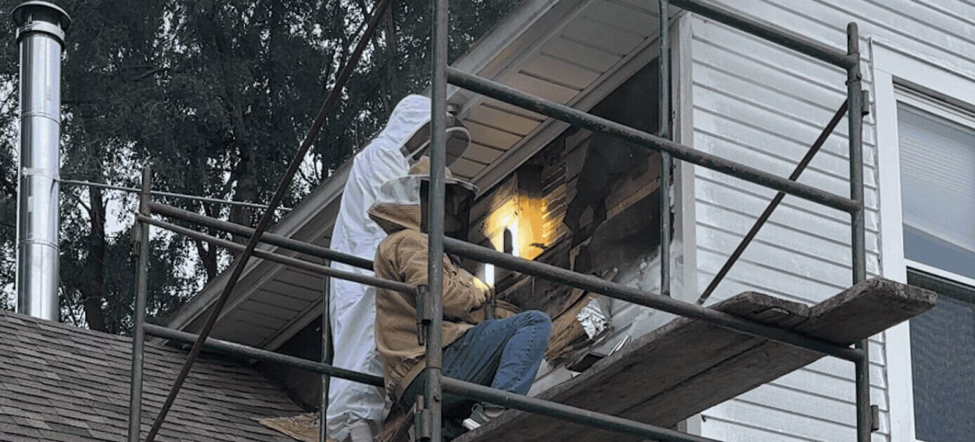 Beekeeper safely removing honeybees from a house exterior.