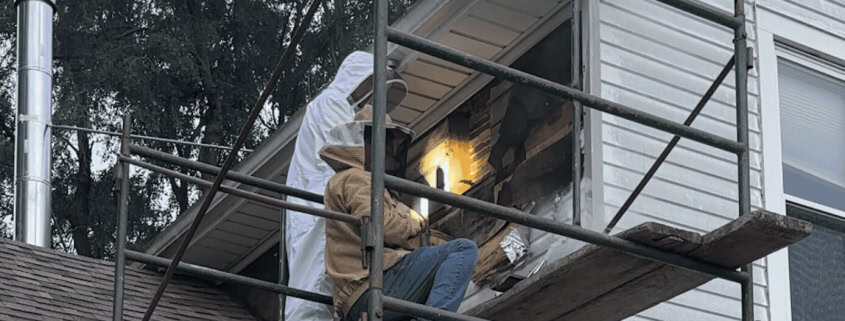 Beekeeper safely removing honeybees from a house exterior.