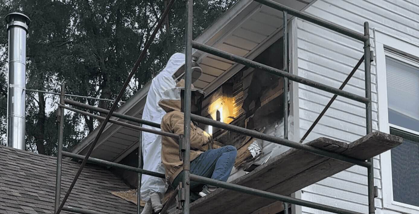 Beekeeper safely removing honeybees from a house exterior.