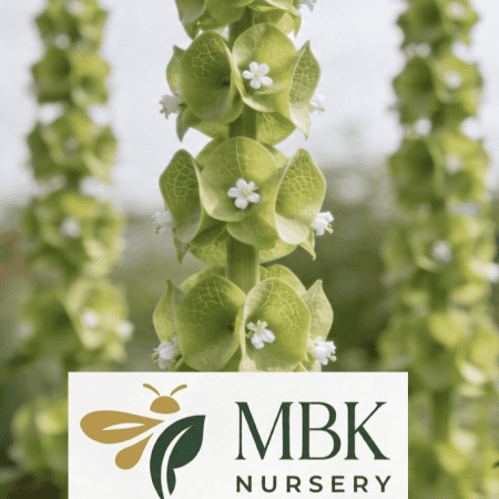 Foxglove plant with white flowers and lush green leaves, thriving in a garden setting.