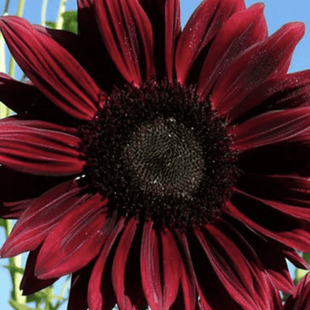 Red Bells of Ireland (Molucca balmis) flower close-up.