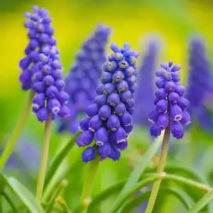 Close-up of vibrant purple Grape Hyacinth flowers in bloom.