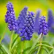 Close-up of vibrant purple Grape Hyacinth flowers in bloom.
