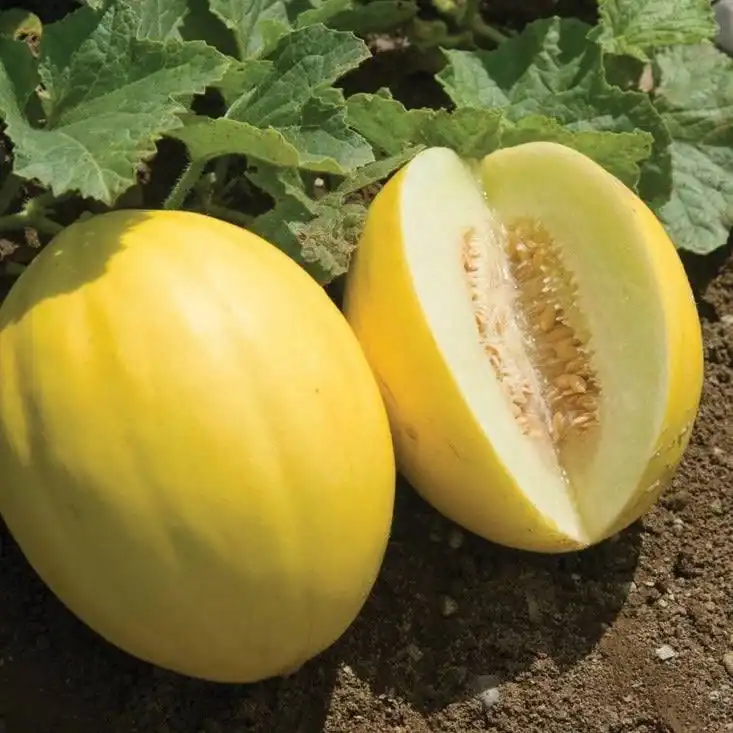 Fresh yellow melon growing in garden with one half cut open showing seeds.