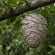 Wasp hive hanging from a tree branch in NW Ohio.